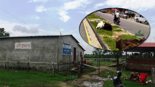 धनगढीमा २ गौशाला, गाईवस्तु सडकमै