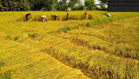 किसानलाई धान भित्र्याउन समस्या