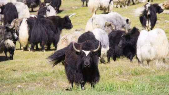 चौँरी व्यवसाय सञ्चालन