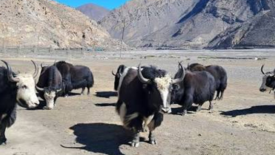 हिमाली क्षेत्रका साझा चुनौती सम्बोधन गर्ने सहमति