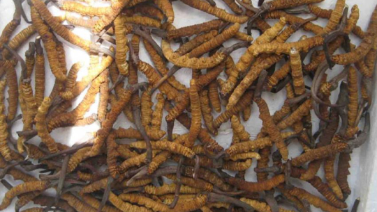 बझाङमा यार्सा संकलन सुरु