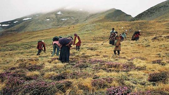 दार्चुलाको अपिहिमाल गाउँपालिका स्थानीय यार्चागुम्बा सङ्कलनमा
