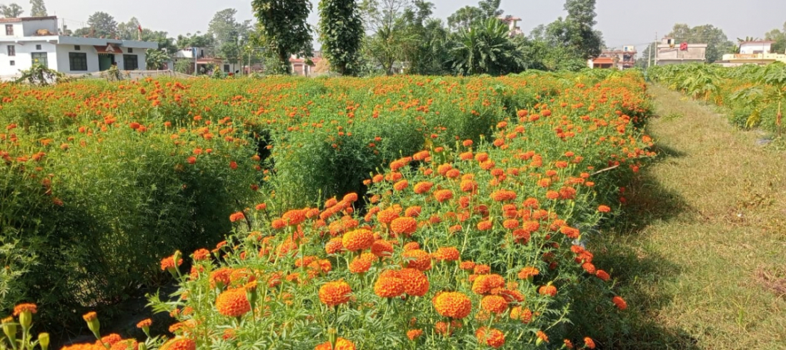 उनीहरूले यो पटक २५ हजार माला बिक्री गर्ने लक्ष्य लिएका छन्।