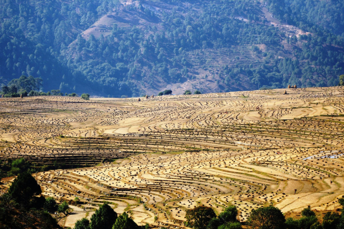 गहुँ छर्नका लागि गोठेमल बोक्दै बैतडीको पाटनका किसान ।