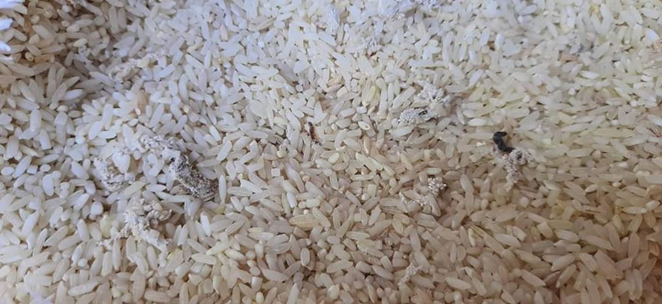 धनगढी उप-महानगरपालिकाले राहतमा कुहिएको चामल वितरण गरेको छ। उप–महानगरपालिकाले खरिद गरेर वितरणका लागि वडाहरुमा पठाएको चामल कुहिएको र किरा परेको भेटिएपछि स्थानीयले फिर्ता गरेका छन्।