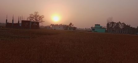 धनगढी वडा नम्बर ७ देवहरियामा गहुँ काट्न तयार छ।