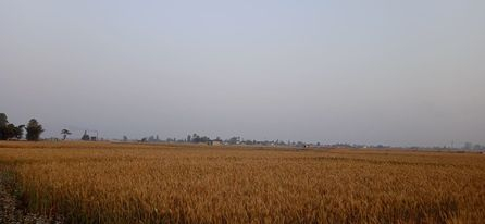 यो वर्ष हिउँदमा परेको पानीले गहुँ राम्रो नफल्ने किसानको भनाई छ।