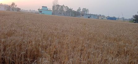 गहुँ उत्पादन घट्ने चिन्ता गरिएको छ।