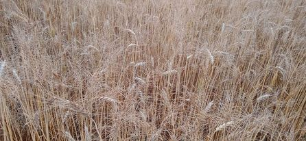 पानी नजम्ने जग्गामा गहुँ राम्रो छ।