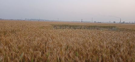 तस्बिरः नारायण अवस्थी