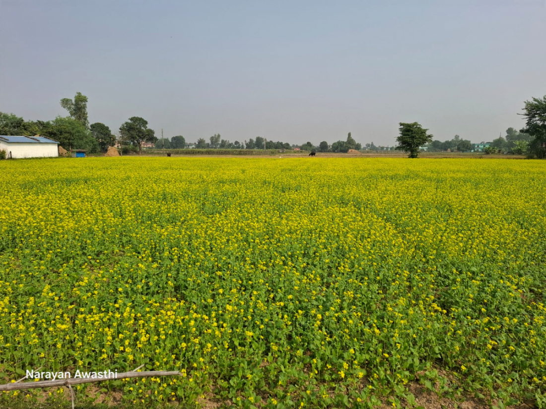 धनगढीको ग्रामीण क्षेत्रमा धान भित्र्याए लगत्तै किसान तोरी लगाउँछन्।