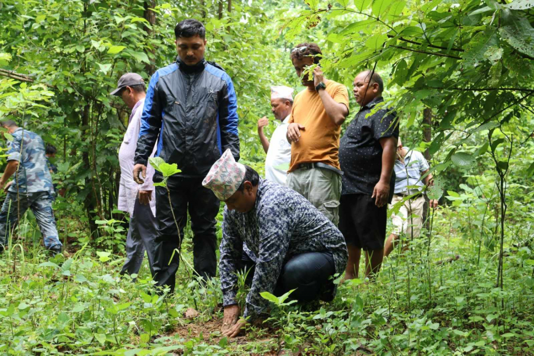 नगरप्रमुख हेमराज ओझाले बेतको बिरुवा रोपेर वृक्षारोपण कार्यक्रमको उद्घाटन गरेका थिए। सामुदायिक वनको उत्तर–पूर्वी भागमा २ हजार बेत र २ हजारभन्दा अधिक बाँसका बिरुवा रोपिएका हुन।