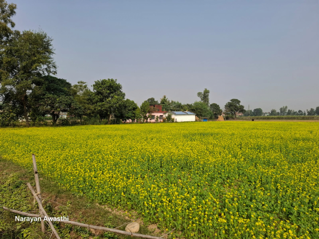 अचेल थोरै क्षेत्रमा मात्रै तोरी खेती गरिन्छ।