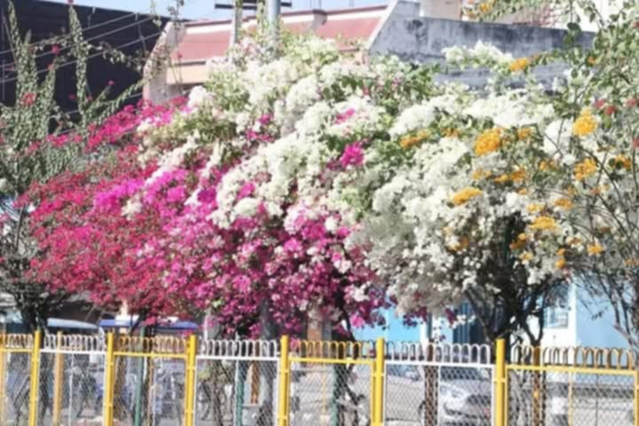 नेपालगन्ज शहरको मुख्य सडकमा फुलेका फूल