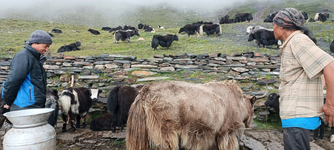 मुस्ताङको घरपझोङ गाउँपालिका–२ मार्फा गाउँका सफल पशुपालक किसान पदमप्रसाद ज्वारचनले उच्च हिमाली लेक आलुबारीमा पालेका याक, नाक र चौँरीगाई।