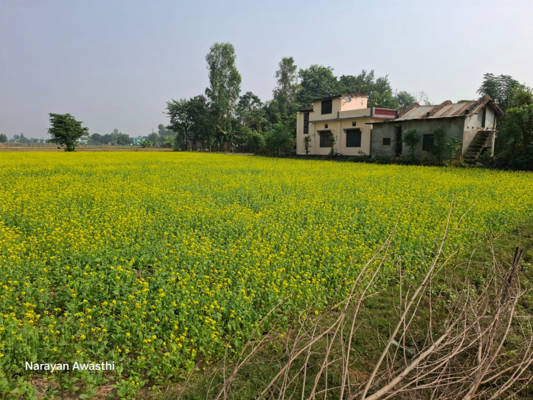 धनगढी लगायत कैलाली र कञ्चनपुरमा तीरो खेती राम्रो हुने भए पनि किसानले घरेलु प्रयोजनका लागि मात्रै तोरी खेती गर्छन्।