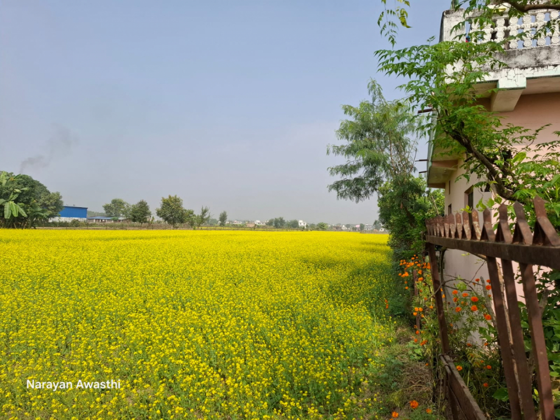 फोटोः नारायण अवस्थी