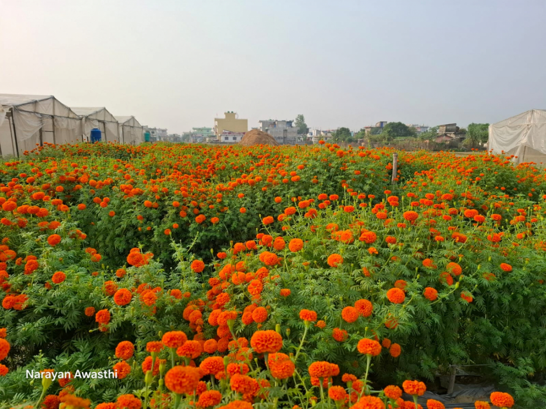 उपभोक्ताले बारीमै आएर फूल लगिरहेको सेटीले बताए।