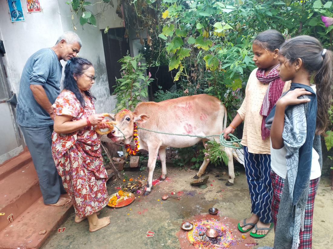 गाई तिहारका अवसरमा शनिबार नेपालगञ्ज उपमहानगरमालिका-१० आदर्शनगरमा गाईपूजा गर्दै