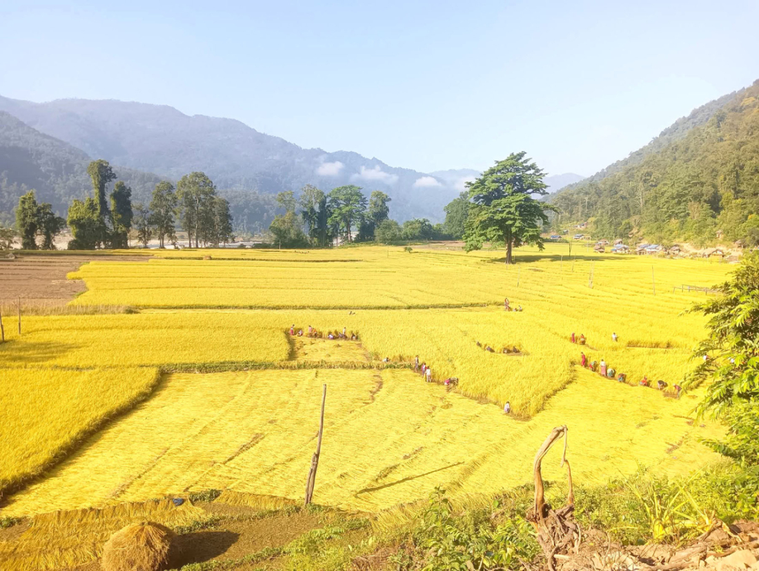 डोटीको बडिकेदार गाउपालिका-३ ओखलढुङ्गामा धान काट्दै किसान। गाउँघरमा अहिले किसानलाई धान काट्ने चटारो छ। तस्बिरः रासस