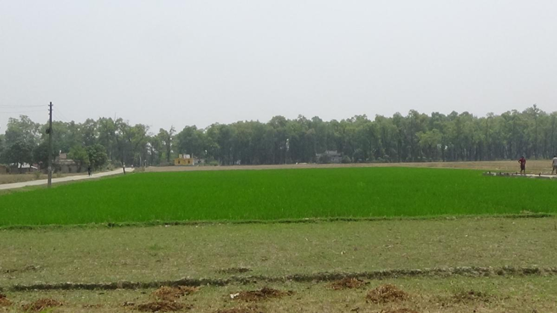  तस्वीरः जनक विष्ट