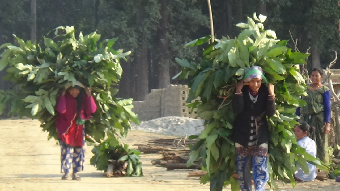  नेपाल भारत सीमा अन्तरगत कञ्चनपुरको पुर्नवास नगरपालिकामा घाँसको भारी ल्याएर आउँदै गरेका महिलाहरु 