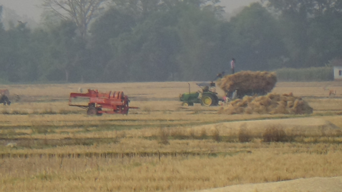  धनगढी उपमहानगरपालिका वडा नम्बर १३ गेटामा गहुँबाली भित्र्याउदै गरेका किसानहरु 