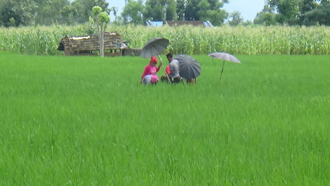  कञ्चनपुरको पुर्नवास नगरपालिकामा छाता ओढेर धान गोड्दै गरेका किसान