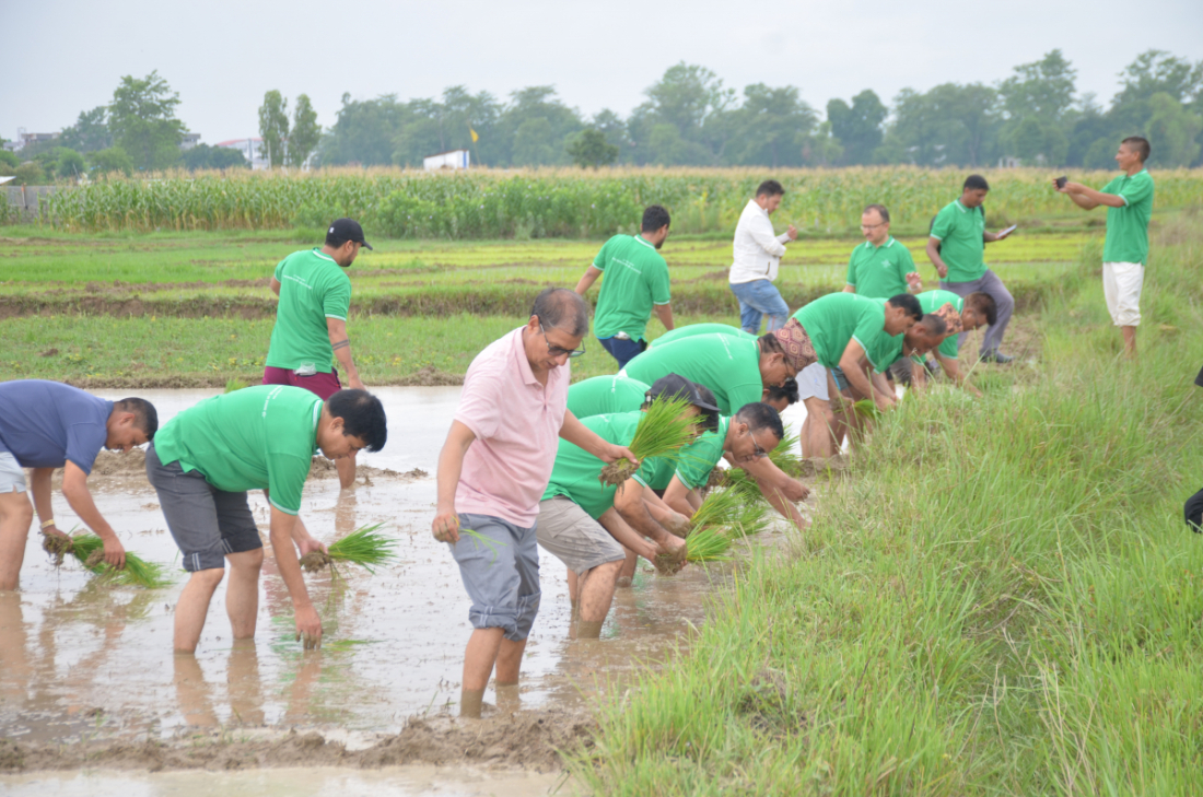  कृषि ज्ञान कृन्द्र, कैलालीको आयोजनामा रोपाई महोत्सव मनाइएको हो। 