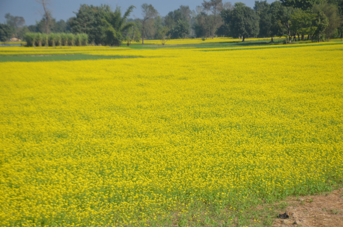धनगढी उपमहानगरपालिका वडा नम्बर १४ मा फूलेको तोरी।
