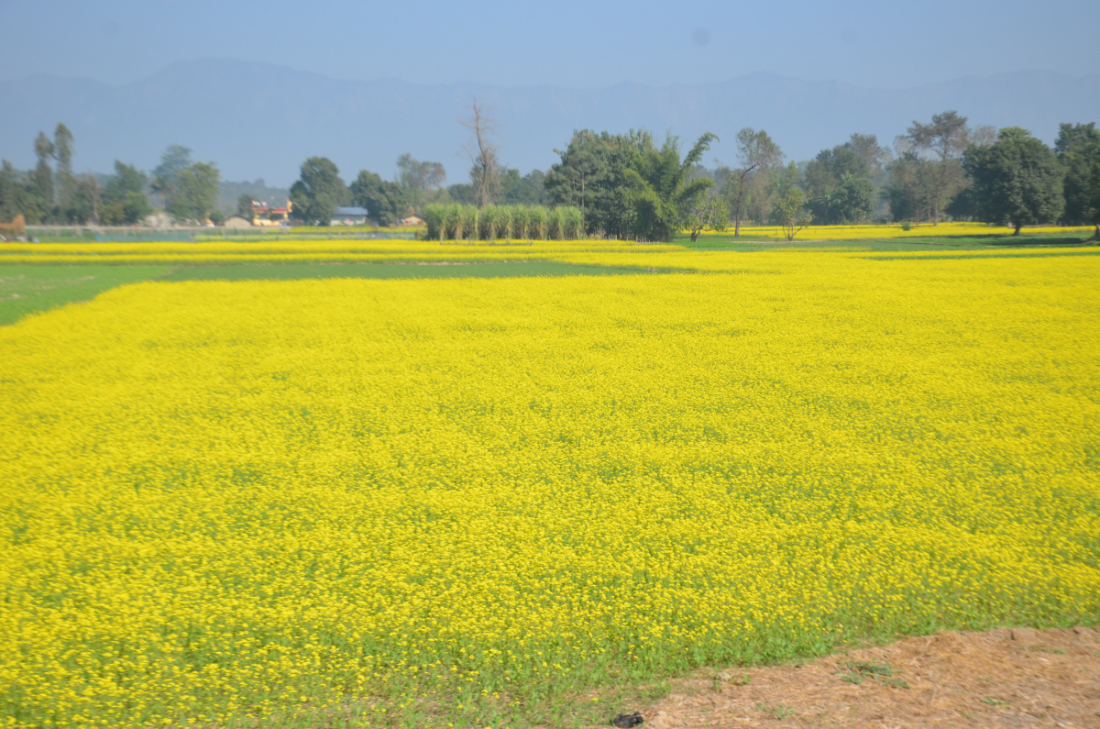 धनगढीमा प्रसस्त तोरी उत्पादन हुन्छ।