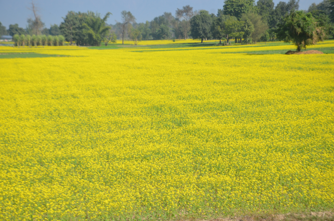 किसानहरूले घरायसी प्रयोगका लागि मात्रै तोरी खेती गर्छन्।