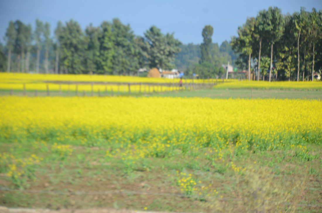 थोरै किसानले मात्रै बढी क्षेत्रफलमा तोरी खेती गर्छन्।