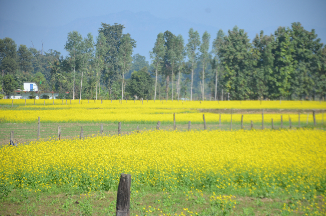 वडा नम्बर १७ को तोरी खेती।