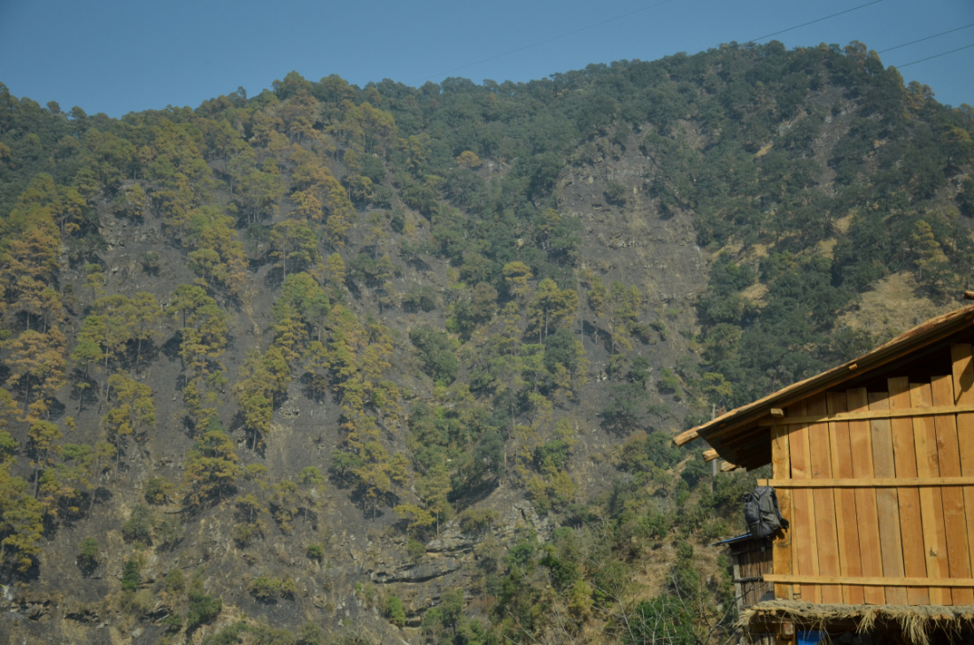 चरे गाउँपालिका वडा नम्बर ५ को भासु भीर क्षेत्रको जंगल डढेलोले सखाप परेको छ।