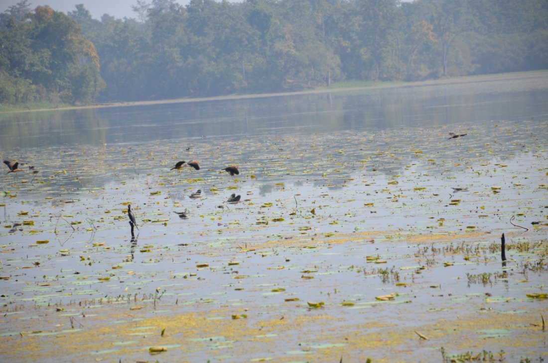 कैलालीको घोडाघोडी बर्ड सेन्चुरी (चरा अभय आरण्य क्षेत्र) घोषणा गरिएको छ। 