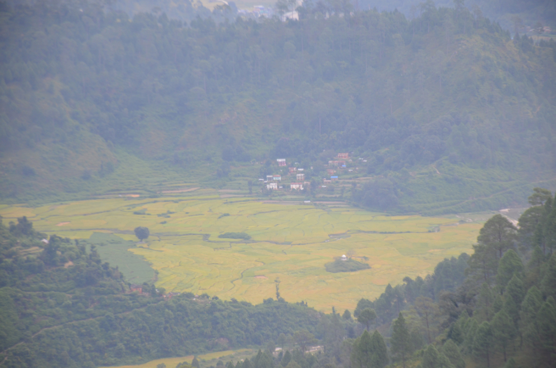   जोरायल उपत्यकामा लहलह भएका धानका बाला झुलिरहेको दृश्य निकै रमणीय लाग्छ। 