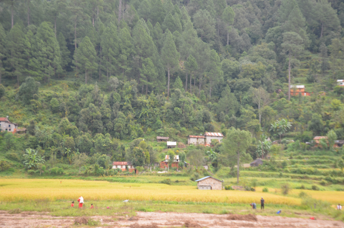    खानामा स्वादिलो, नरम र बास्नादार हुने विशेषताका कारण जोरायली बासमती चामलले जोरायल क्षेत्रको पहिचान बनाएको हो।