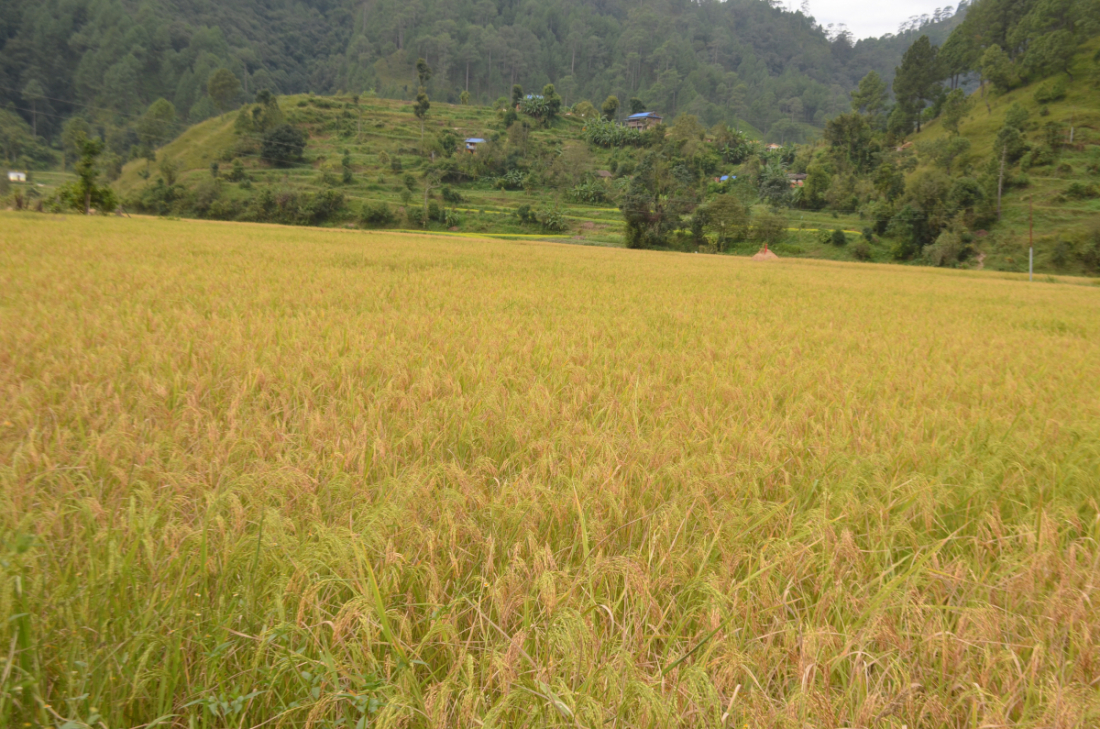  यही फाँटमा फल्ने बासमती चामलको माग सबैतिर बढ्दै जान थालेसँगै कतिपय स्थानीय युवाहरू यसको कारोबारप्रति पनि आकर्षित हुन थालेका छन्।