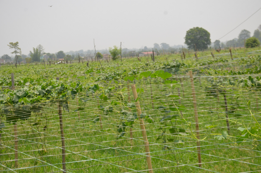  कैलालीको अत्तरिया बजारमा घरसहितको घडेरी जोडेका छन्।