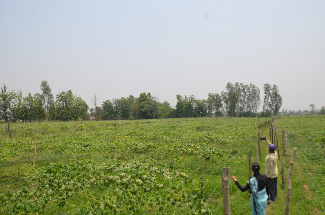  अत्तरिया बजारमा उनले तरकारी बिक्रीबाट घडेरी जोडेका हुन्।