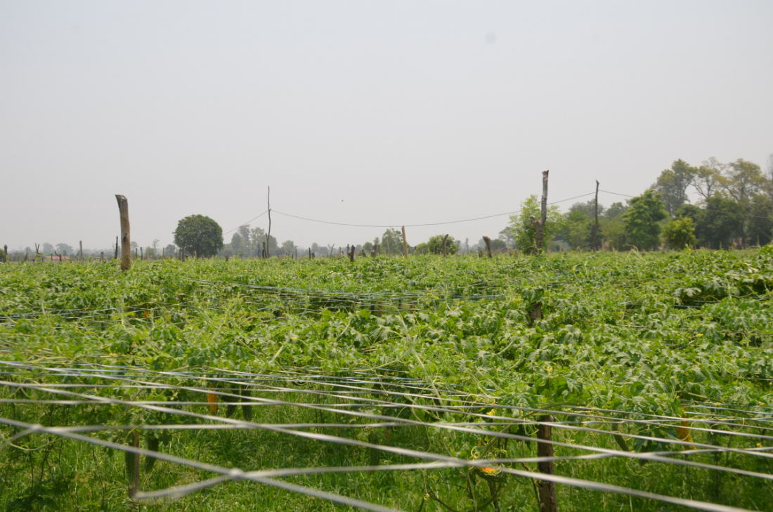  मौसम अनुसारको तरकारी खेती गर्दै आएका डगौराको बारीमा हाल करेला, चिचिन्डा, लौका, काक्रो, बोडी लागयत तरकारी छन्।