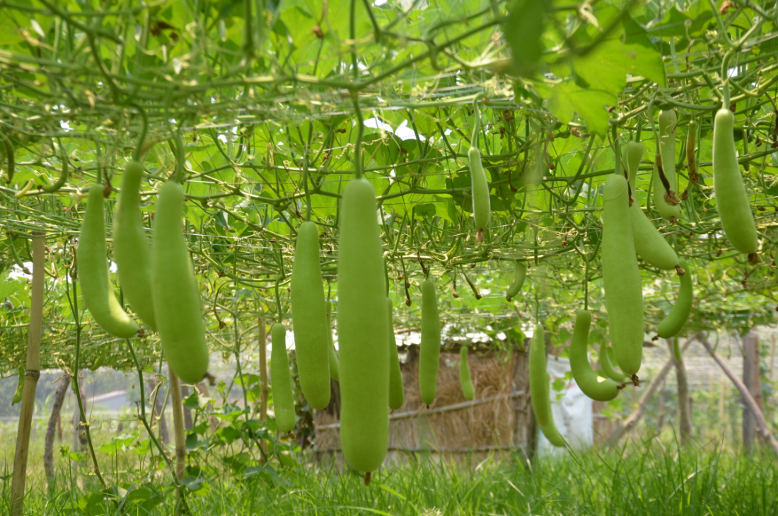 कृष्णपुर नगरपालिका–६ को बालुवाफाँटामा सबैभन्दा पहिला व्यवसायीक रुपमा तरकारी खेती हरिराम डगौराले सुरुवात गरेका थिए। 