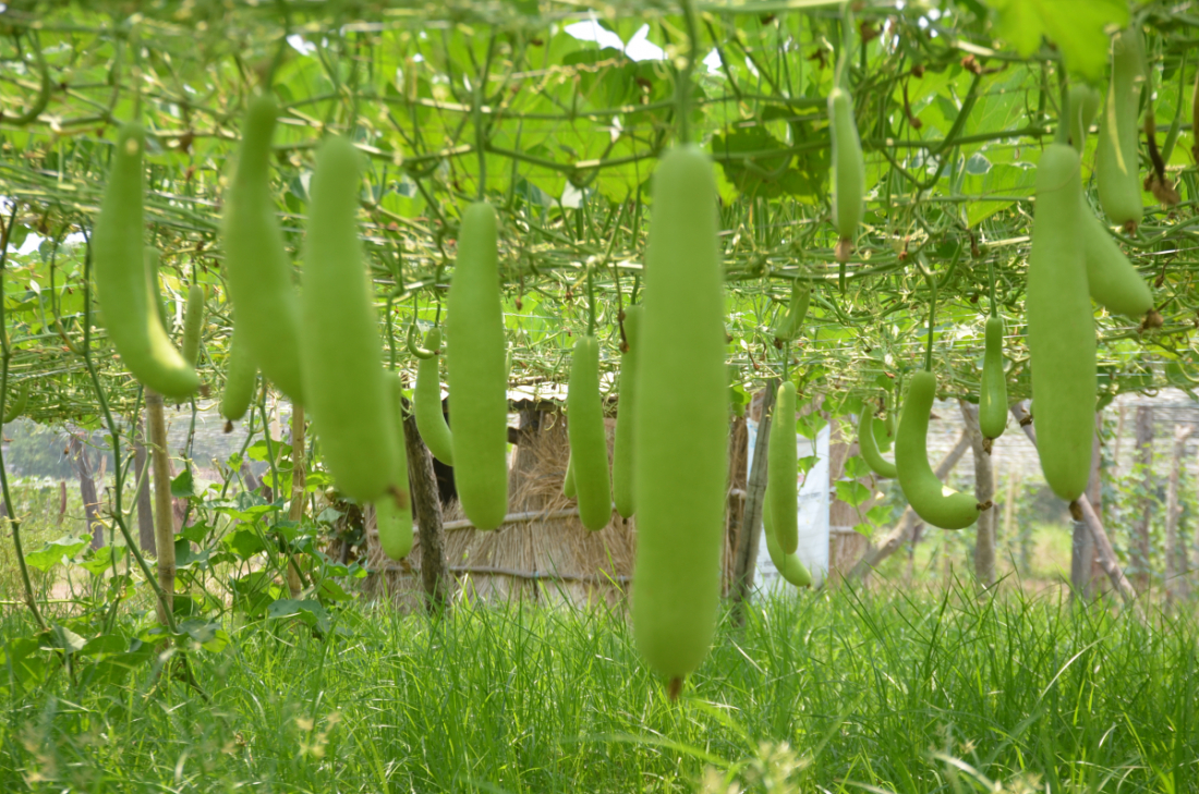 फोटो : कमल सावद