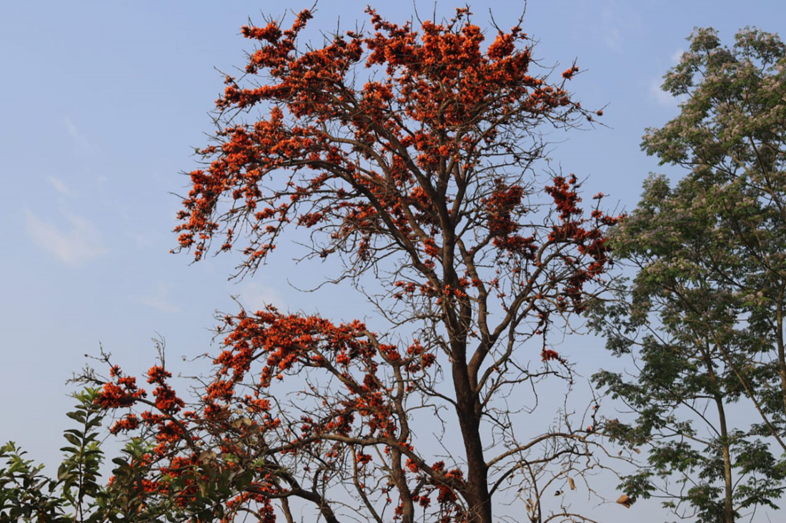 अमलटारीमा ढकमक्क फुलेको पलाँसको फूल। 