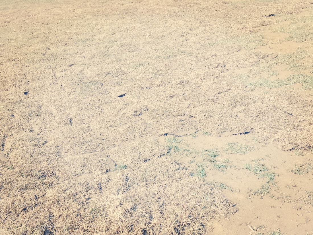 बर्षाका कारण डिपिएल आयोजना हुने मैदान अवडखावड भएको छ । बर्षाका कारण मैदान हिलाम्मे भएको छ । धनगढी प्रिमियर लिगका लागि लाखौं रकम खर्च गरेर पिच बनाईएको बताईए पनि बर्षाले मैदान हिलाम्मे र उवडखावड भएको छ । 