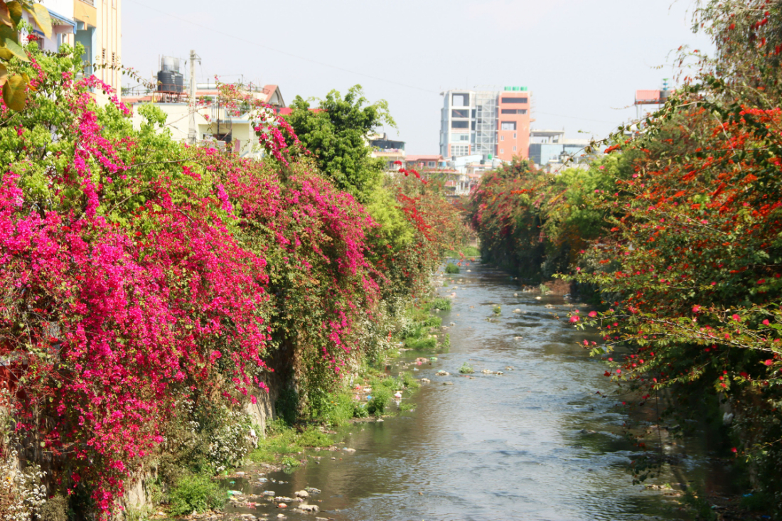 काठमाडौँको रातोपुल आसपास धोविखोला करिडोरमा वसन्त ऋतुमा फुलेका रङ्गीचङ्गी फूल