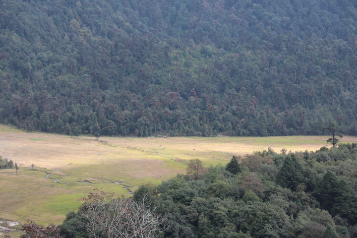 यस्ता चउरहरु मध्येमा किनेमिने चउर सबैभन्दा ठुलो चउर हो। 