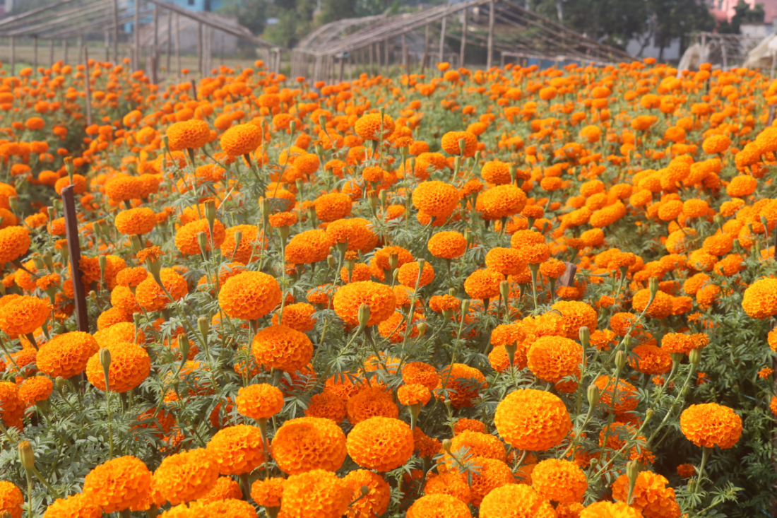 स्थानीय जोगेन्द्र सेठीले चार कट्ठा जग्गामा पुष्पखेती गरेका छन्। 