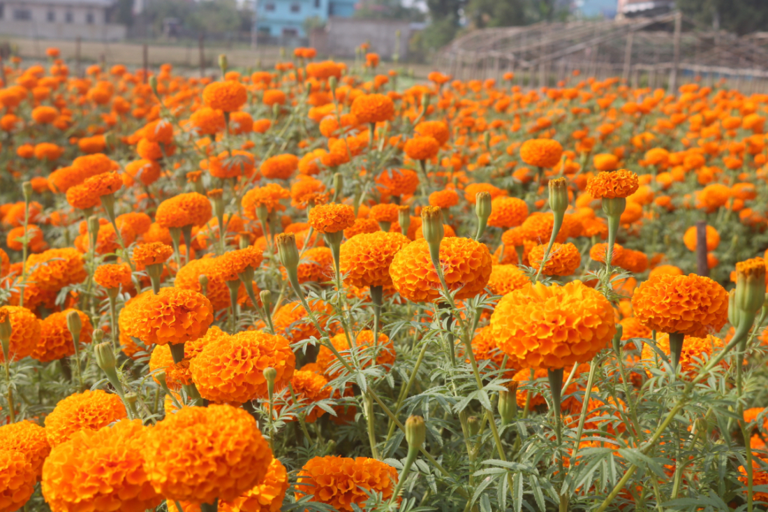 धनगढी उपमहानगरको १९ वटै वडाबाट फूलको माग भए होम डेलिभरी गर्ने सेठीले बताएका छन्।